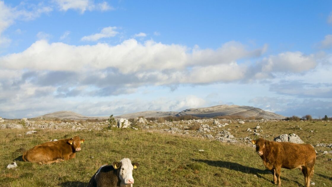 Burren Farm Experience Lady Gregory