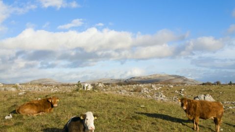 Burren Farm Experience Lady Gregory