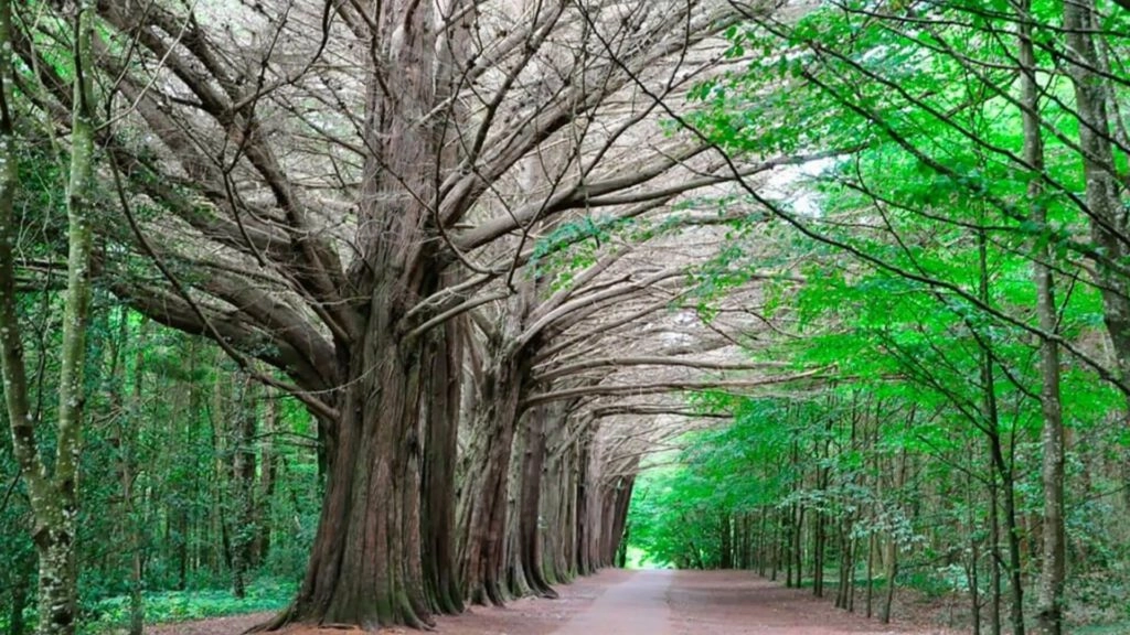 Stroll Around Coole Park Hotels near Coole Park