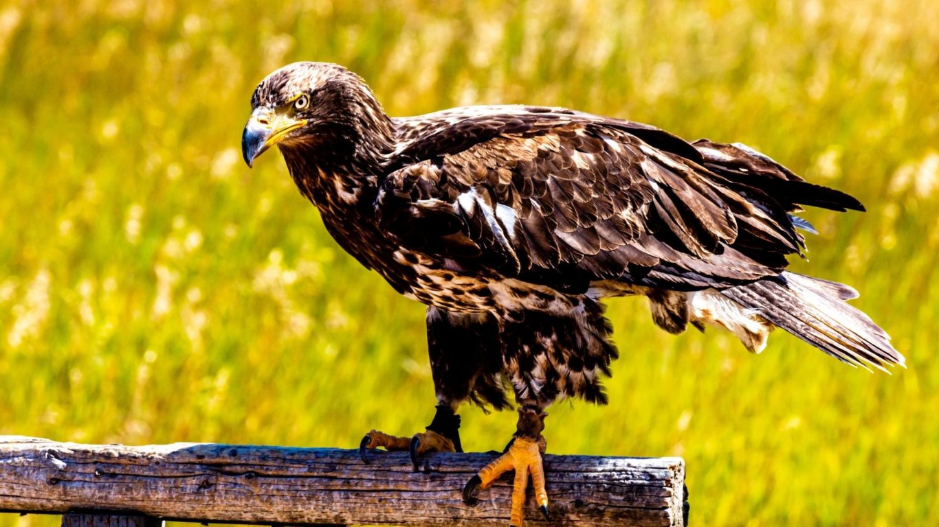 The Burren Birds of Prey Centre • Go to Ireland.com