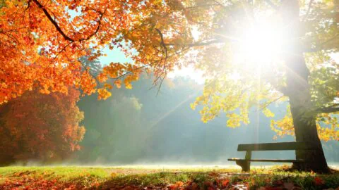 Fall into Autumn Lady Greg