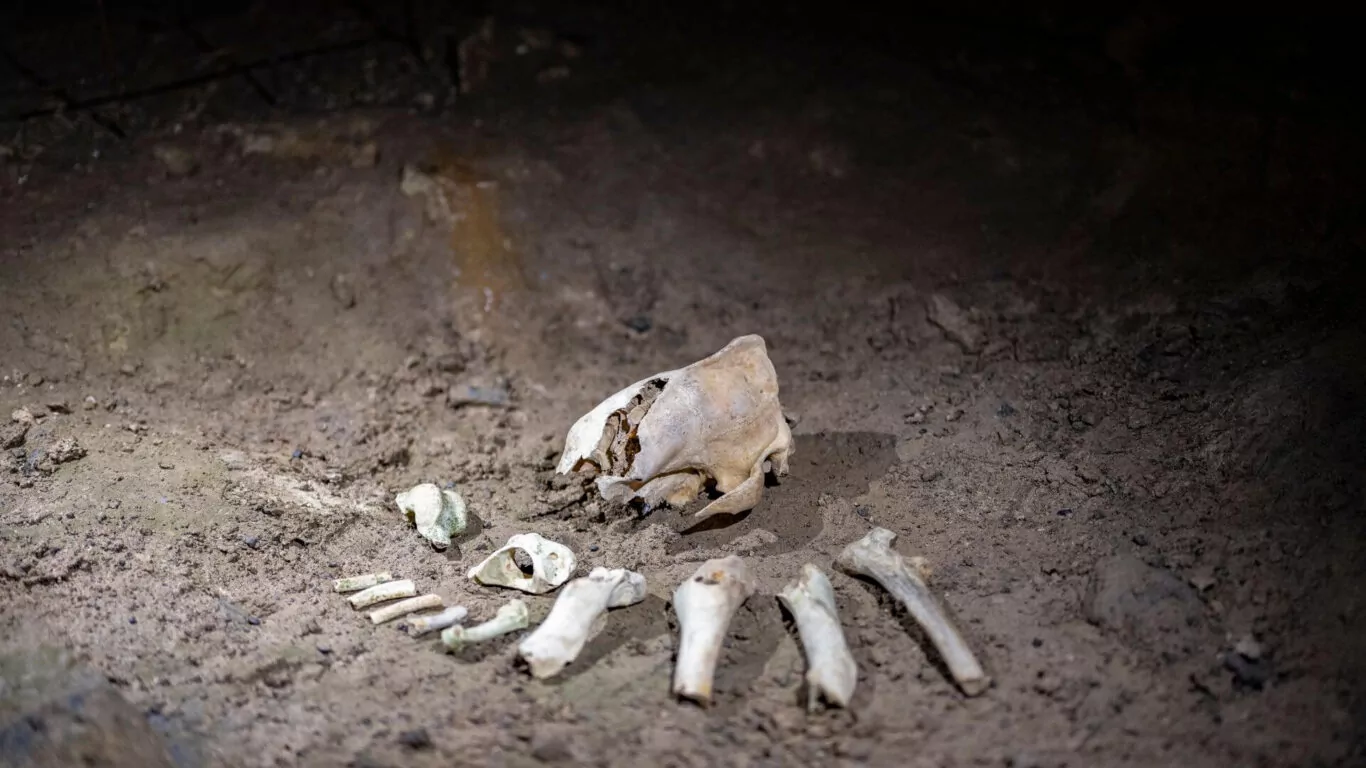 Aillwee Burren Experience LGH