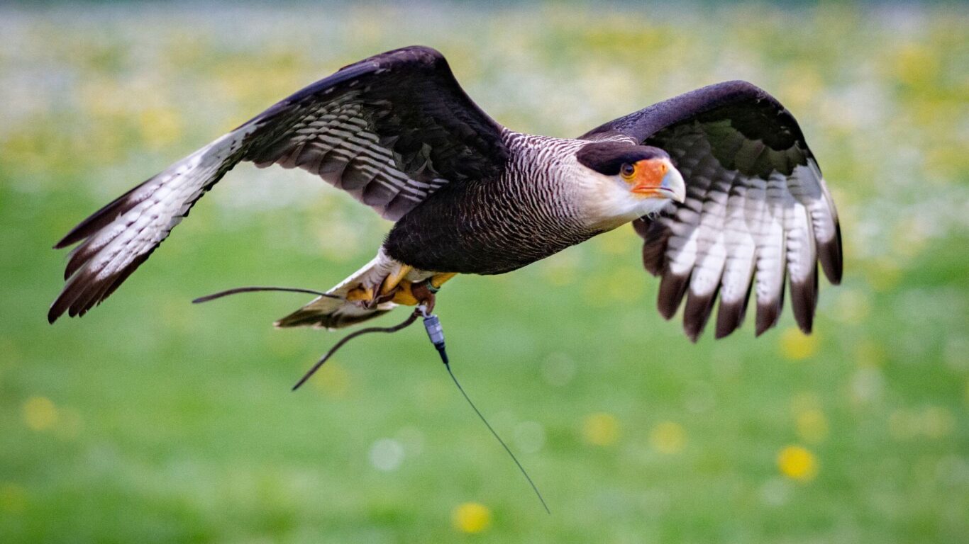 Burren Experience Birds of Prey