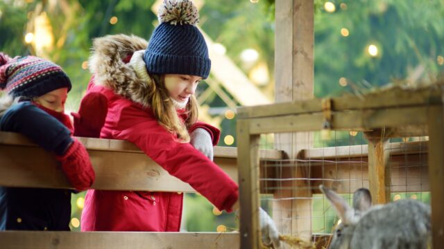 Christmas Pet Farm Stock Image Lady G