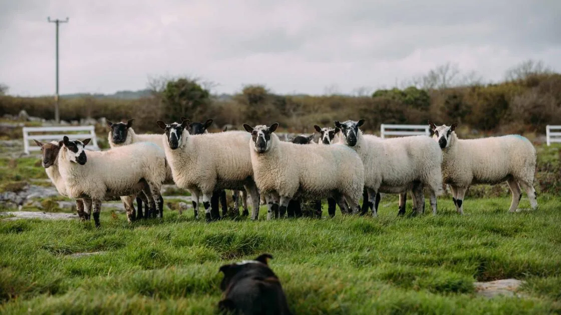 Caherconnell Stone Fort and Sheepdog Demonstrations, Co. Clare
